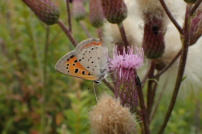 Lycaena phlaeas (Small Copper)
