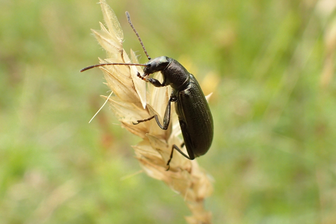 Arthromacra aenea (Bronze Darkling Beetle)