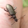 Arthromacra aenea