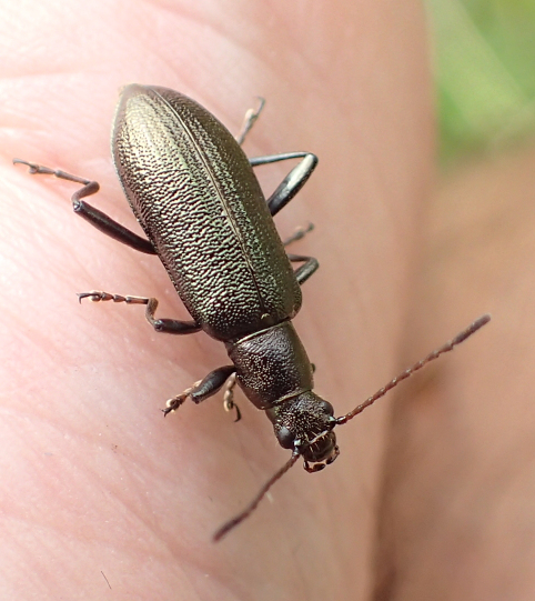 Arthromacra aenea (Bronze Darkling Beetle)