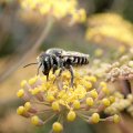 Megachile rotundata