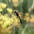 Cerceris