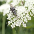 Crabronidae
