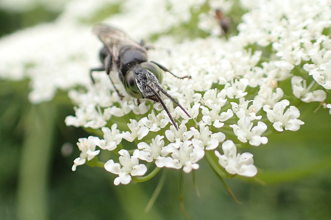 Family Crabronidae (Square-headed Wasps, Sand Wasps, and Allies)