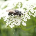 Crabronidae
