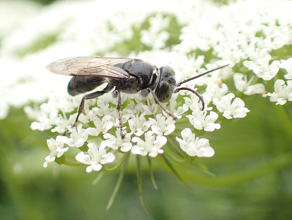 Family Crabronidae (Square-headed Wasps, Sand Wasps, and Allies)