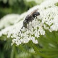 Crabronidae