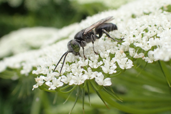 Family Crabronidae (Square-headed Wasps, Sand Wasps, and Allies)