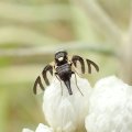 Urophora quadrifasciata