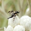 Urophora quadrifasciata
