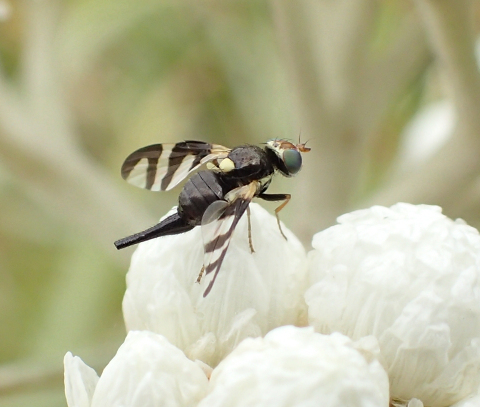 Urophora quadrifasciata (Four-barred Knapweed Gall Fly)