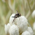 Urophora quadrifasciata