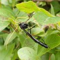 Ichneumonidae