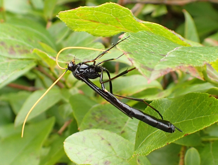 Family Ichneumonidae (Ichneumonid Wasps)