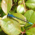 Enallagma aspersum