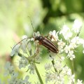 Metacmaeops vittatus