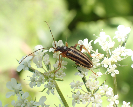 Metacmaeops vittatus