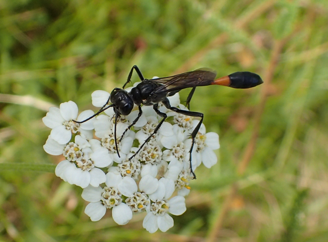 Genus Ammophila (Thread-waisted Sand Wasps)