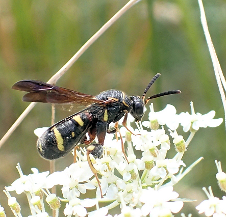 Leucospis affinis