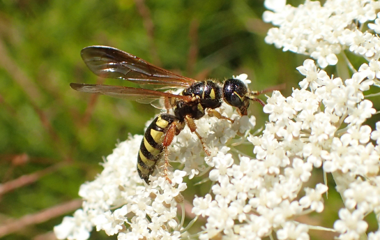 Genus Myzinum (New World Banded Thynnid Wasps)