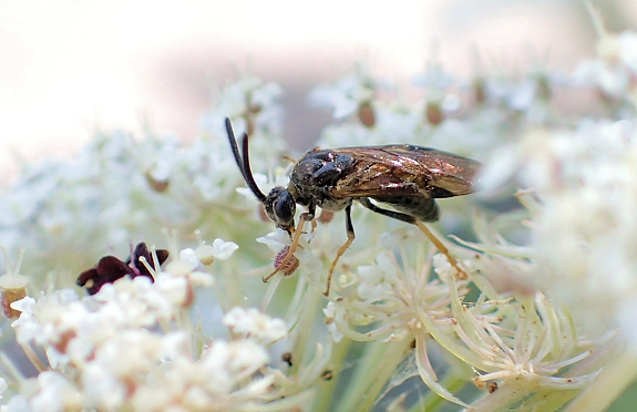 Family Argidae (Argid Sawflies)