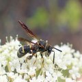Leucospis affinis