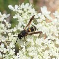 Leucospis affinis