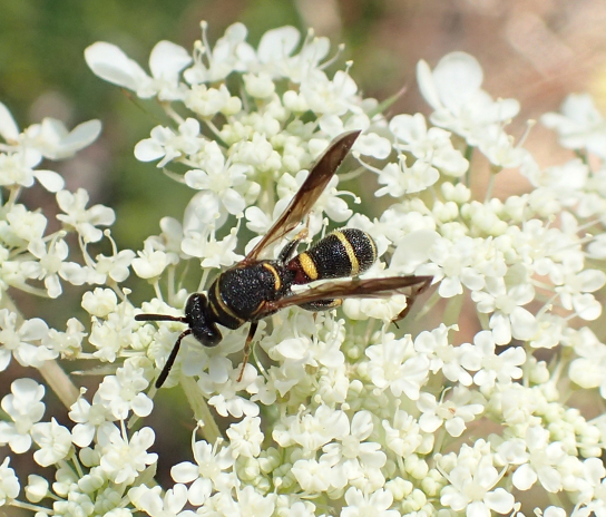 Leucospis affinis