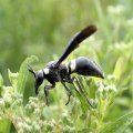 Monobia quadridens