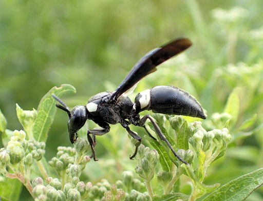 Monobia quadridens (Four-toothed Mason Wasp)