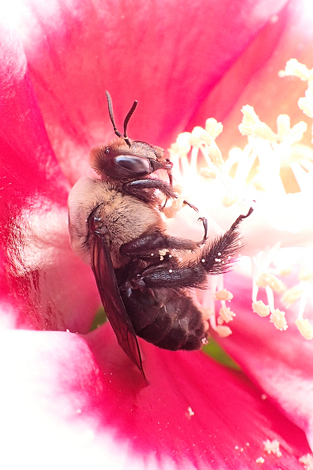 Ptilothrix bombiformis (Hibiscus Turret Bee)