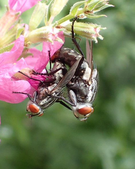Family Sarcophagidae (Flesh Flies and Satellite Flies)