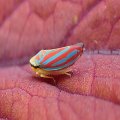 Graphocephala
