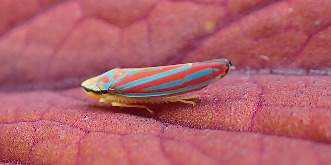 Genus Graphocephala