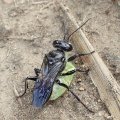 Astata