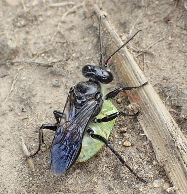Genus Astata