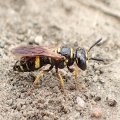 Philanthus gibbosus