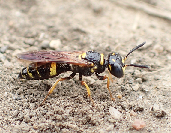 Philanthus gibbosus (Hump-backed Beewolf)