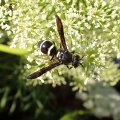 Euodynerus schwarzi