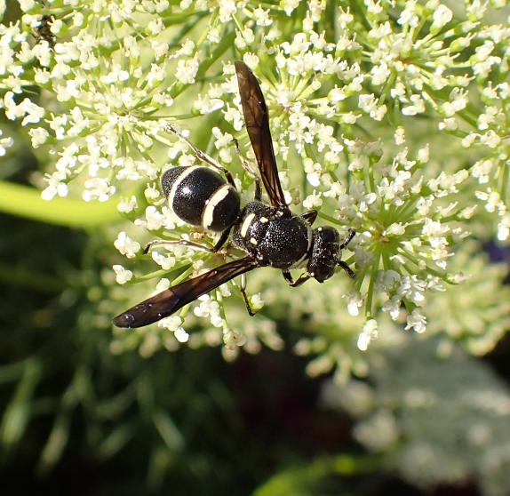 Euodynerus schwarzi