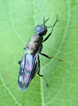 Genus Myxosargus