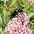 Sphex pensylvanicus