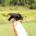 Mydas clavatus