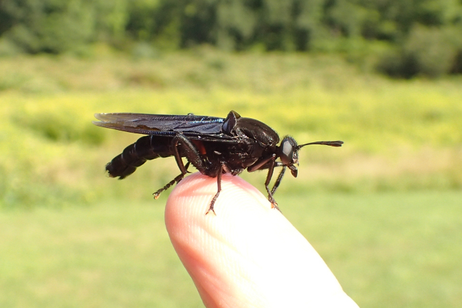Mydas clavatus (Clubbed Mydas Fly)