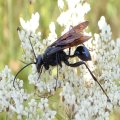 Sphecidae