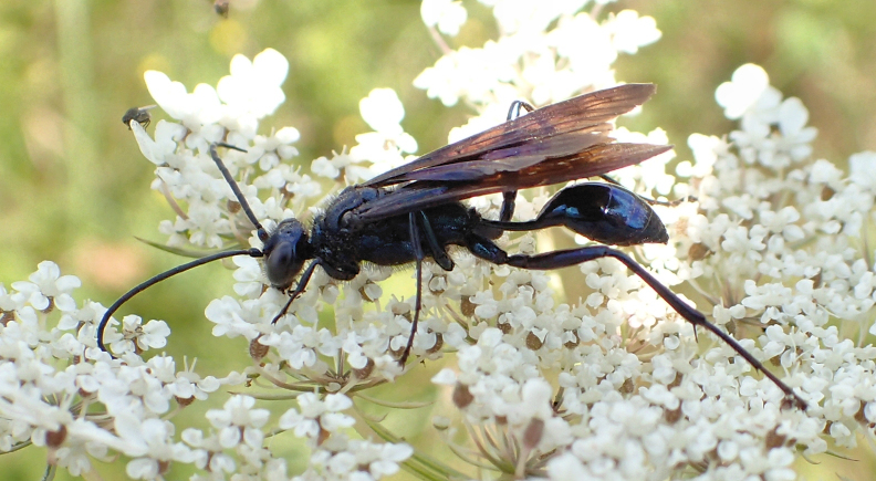 Family Sphecidae (Thread-waisted Wasps)