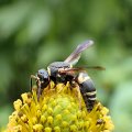Euodynerus hidalgo