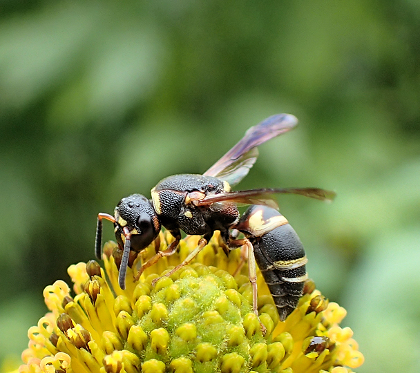 Euodynerus hidalgo (Hidalgo Mason Wasp)