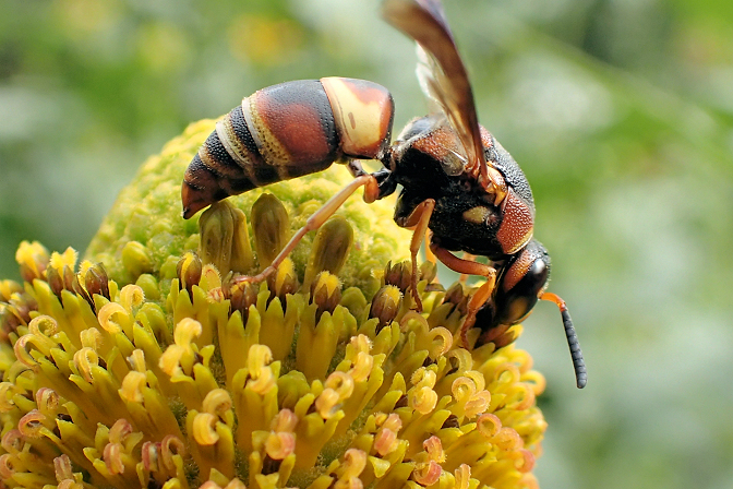 Euodynerus hidalgo (Hidalgo Mason Wasp)