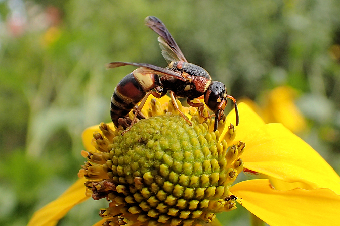 Euodynerus hidalgo (Hidalgo Mason Wasp)